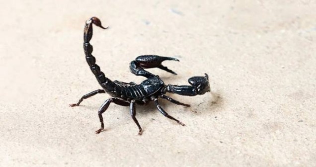 Rüyada Akrep Sokması