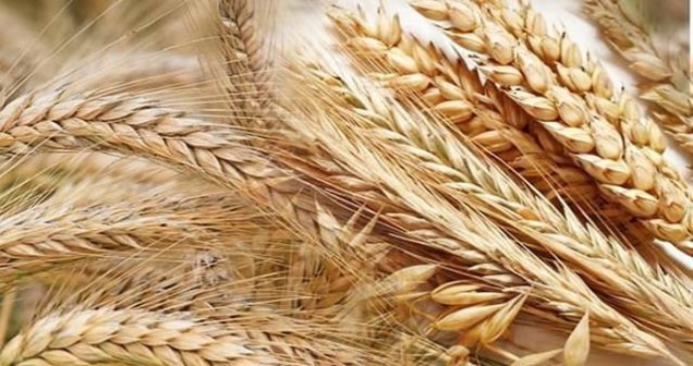 Rüyada Buğday Yığını Görmek